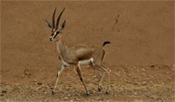 gazella north africa