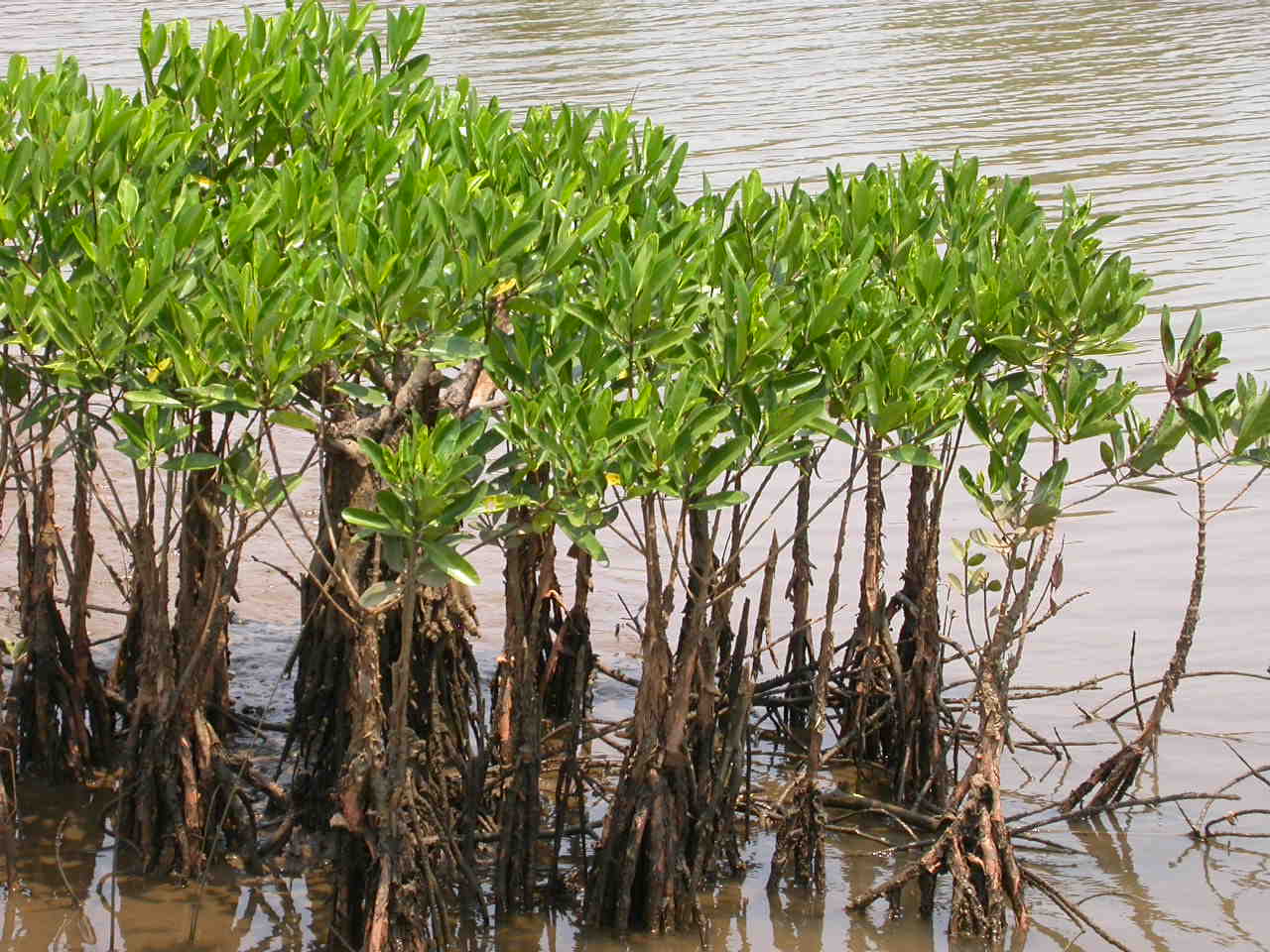 mangroves_in_kannur_india-by-cc-by-sa-3.0