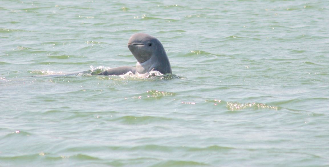 irrawaddy-dolphin-orcaella