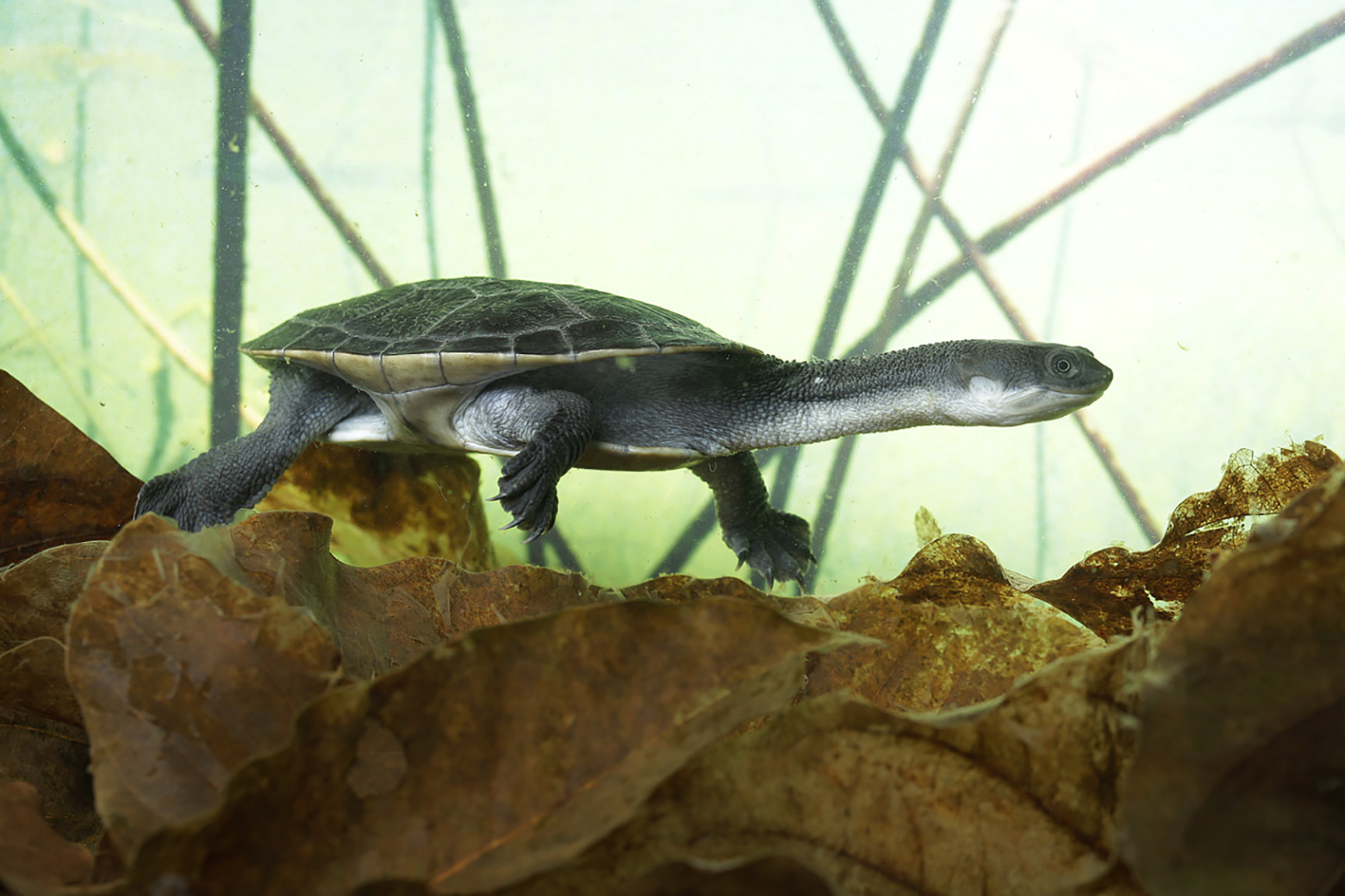 Rote Snake-necked Turtle, Chelodina mccordi
