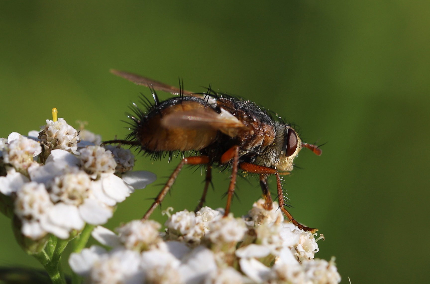 The fly Tachina fera. Its larvae are parasitoids of moth caterpillars