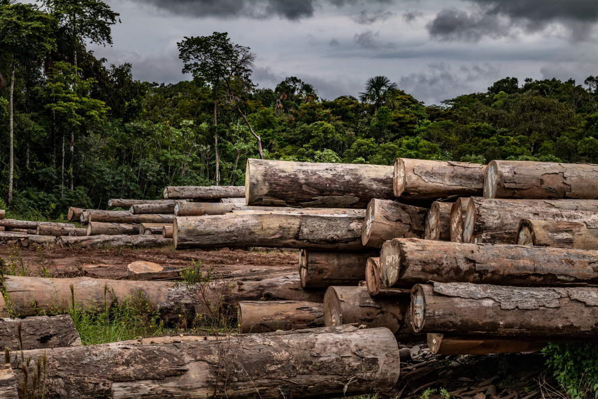 EU adopts Regulation for deforestation free products: effective complementary measures key for conservation – News