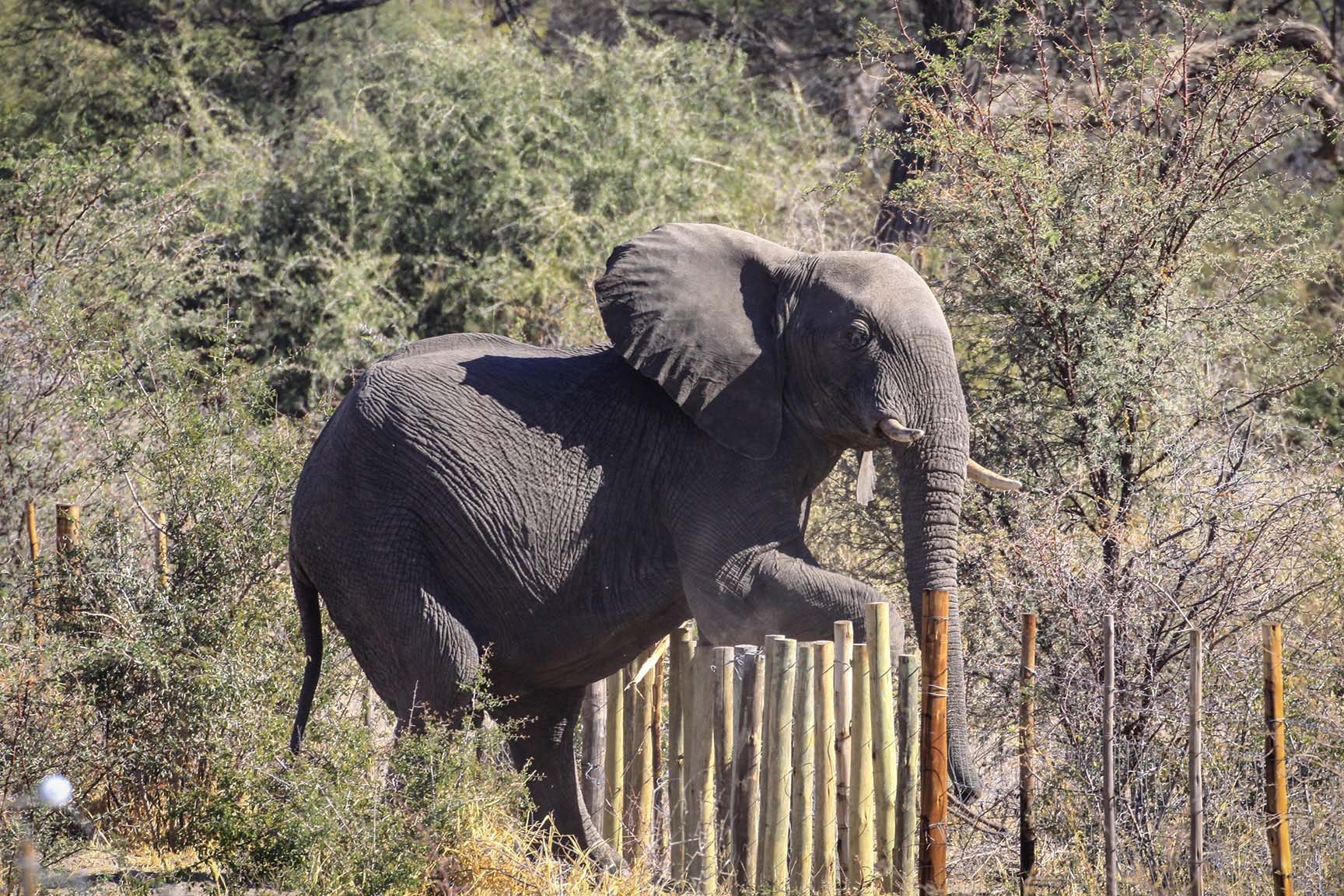 Elephant crossing fence in Makgadikgadi Pans National Park, Botswana