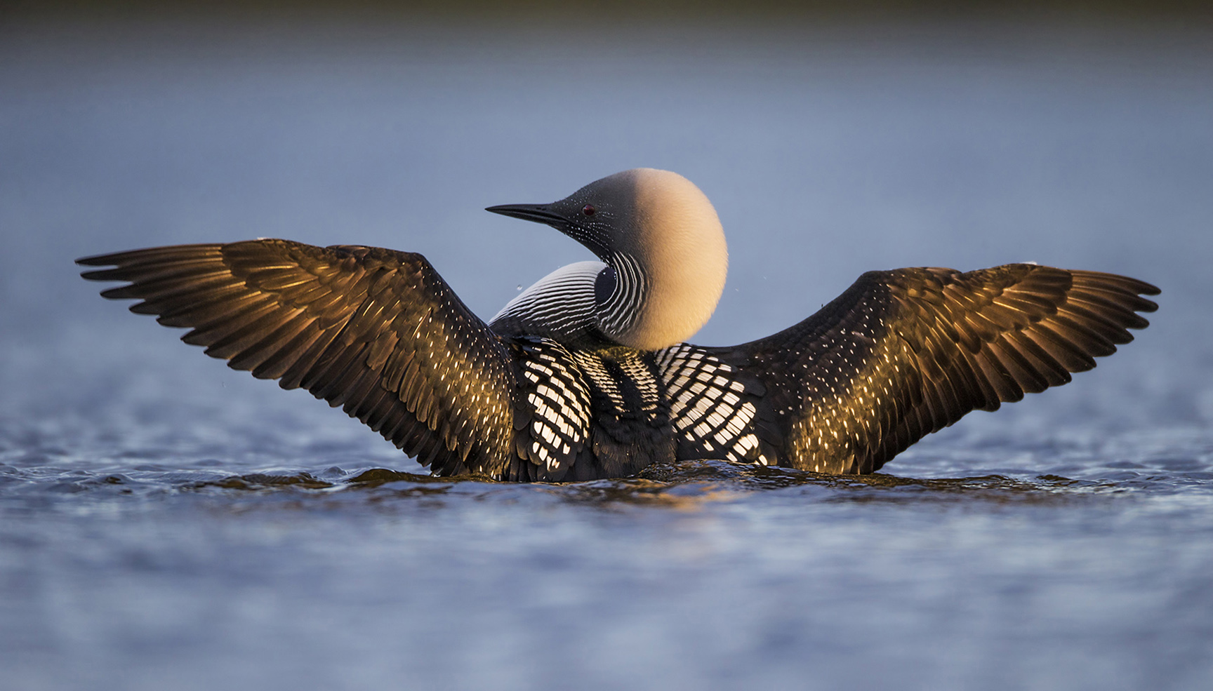Pacific Loon (Gavia pacifica), Least Concern. Photo by Jeff Dyck