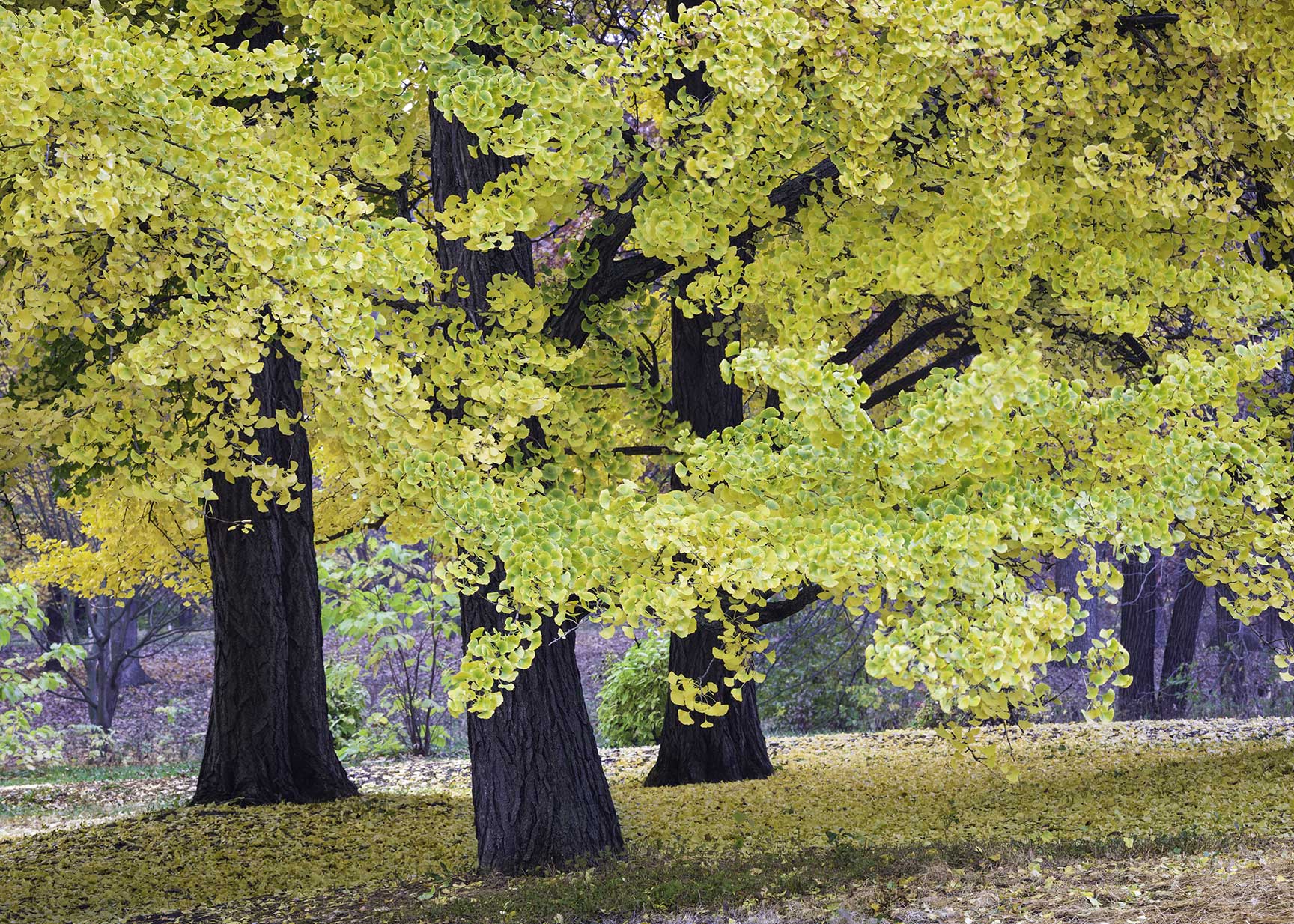 Endangered Ginkgo biloba is the sole survivor from an ancient clade of trees that predates the dinosaurs, making it the most evolutionarily distinct gymnosperm alive today.