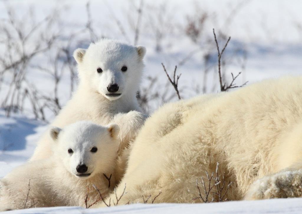 IUCN SSC Polar Bear Specialist Group IUCN