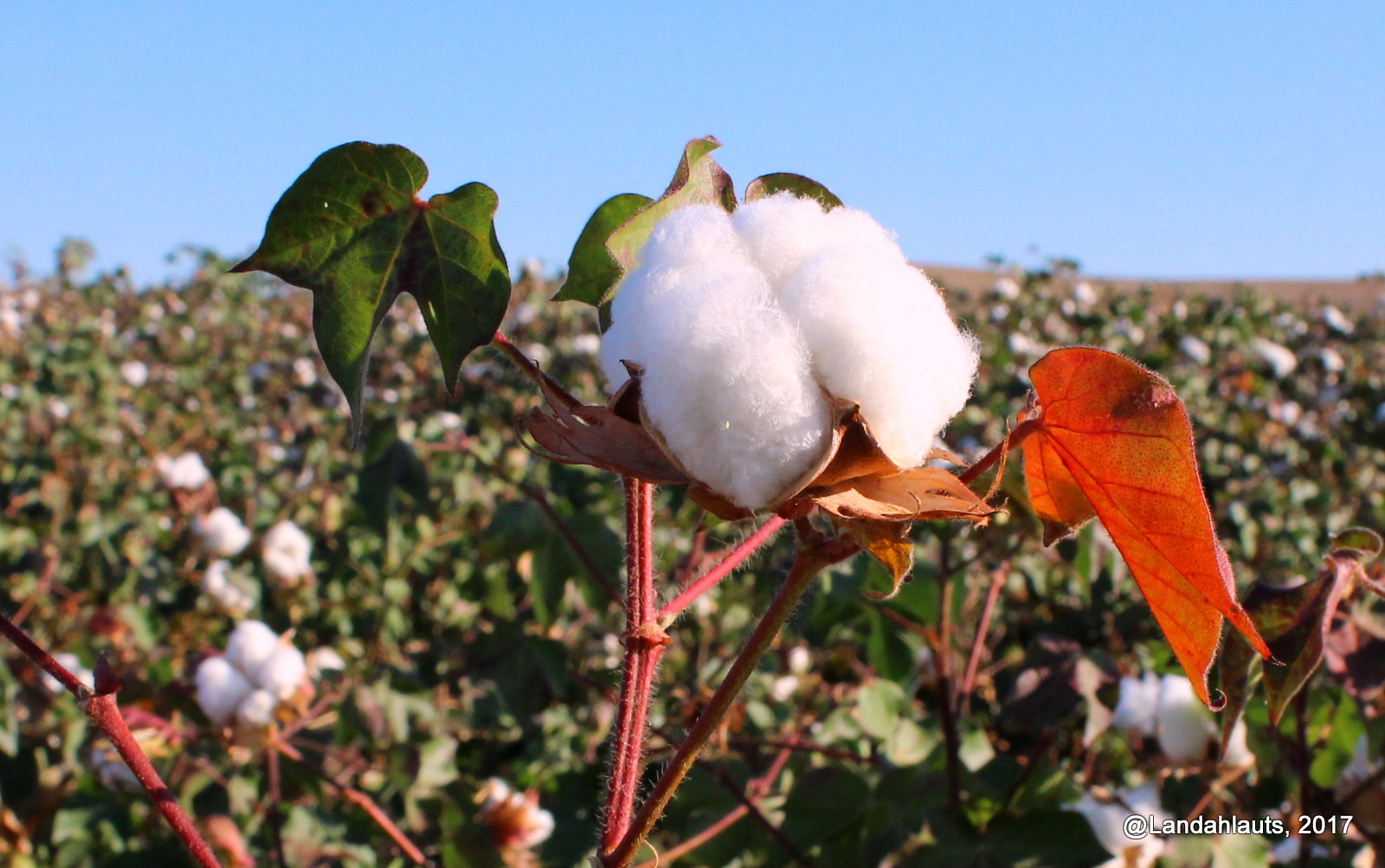 Cotton field in Andalucia, Spain