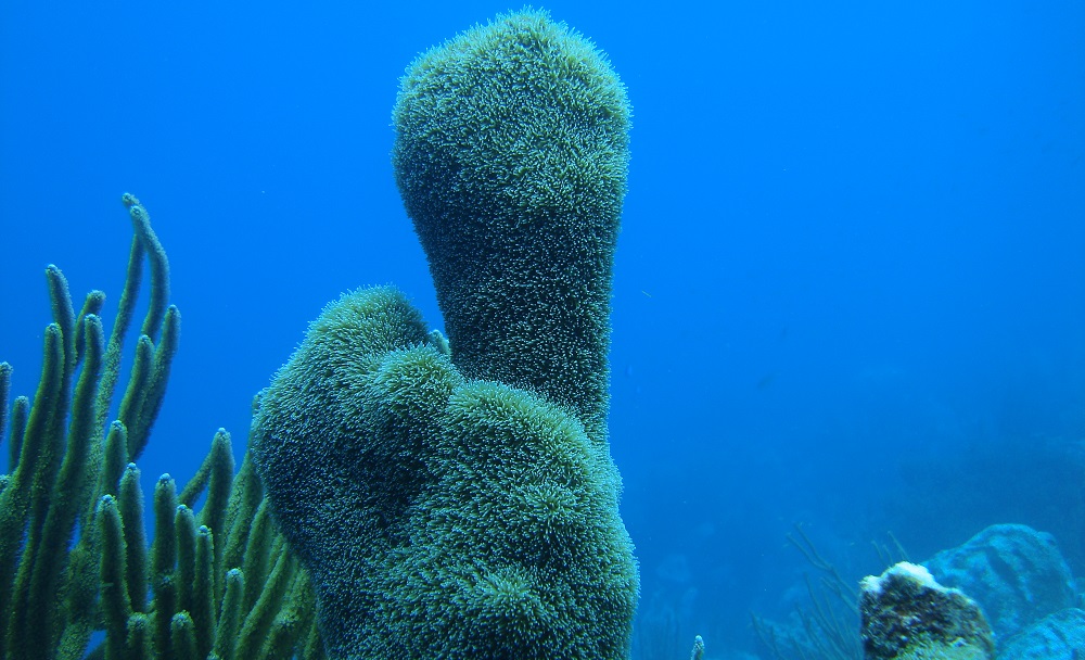 La pesca submarina y los daños producidos en los corales - isauki