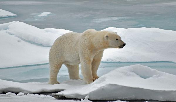 IUCN SSC Polar Bear Specialist Group | IUCN
