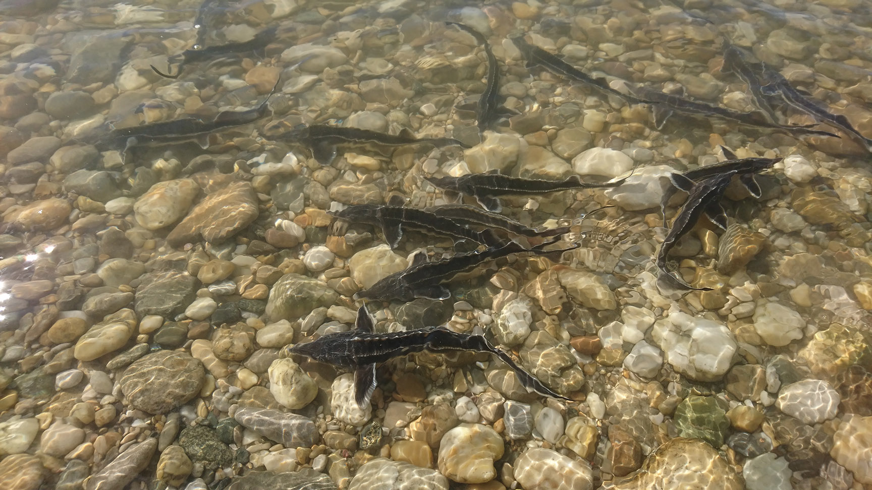 Release of juvenile sterlets (Acipenser ruthenus) for supportive stocking in the Danube River. 