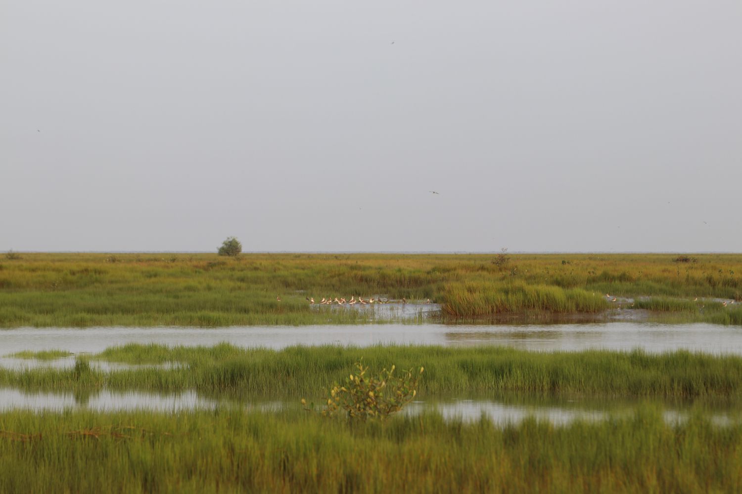 Coastal grassland ecosystem in Thaton Township, Gulf of Mottama