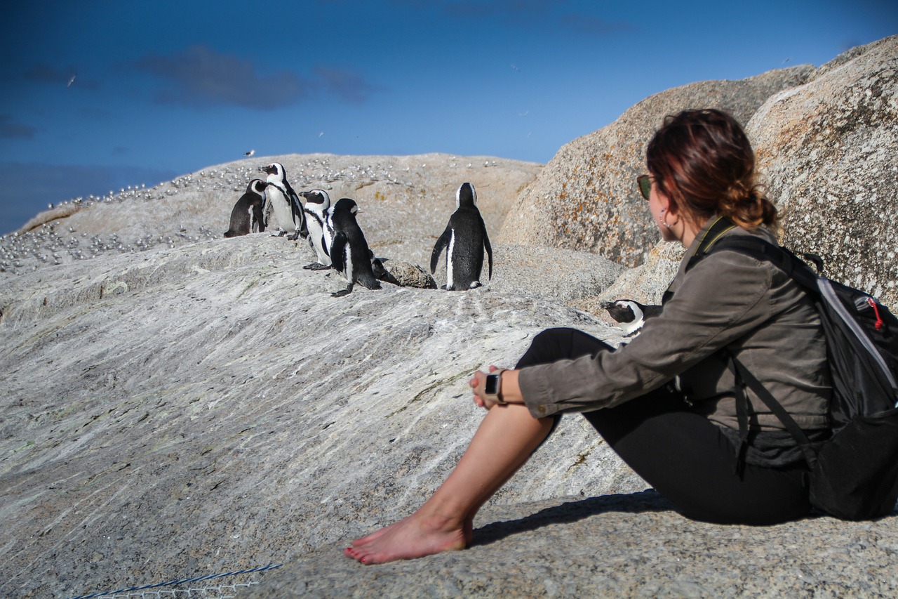 A tourist watches penguins near Cape Town