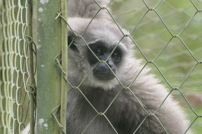 Javan silvery gibbon