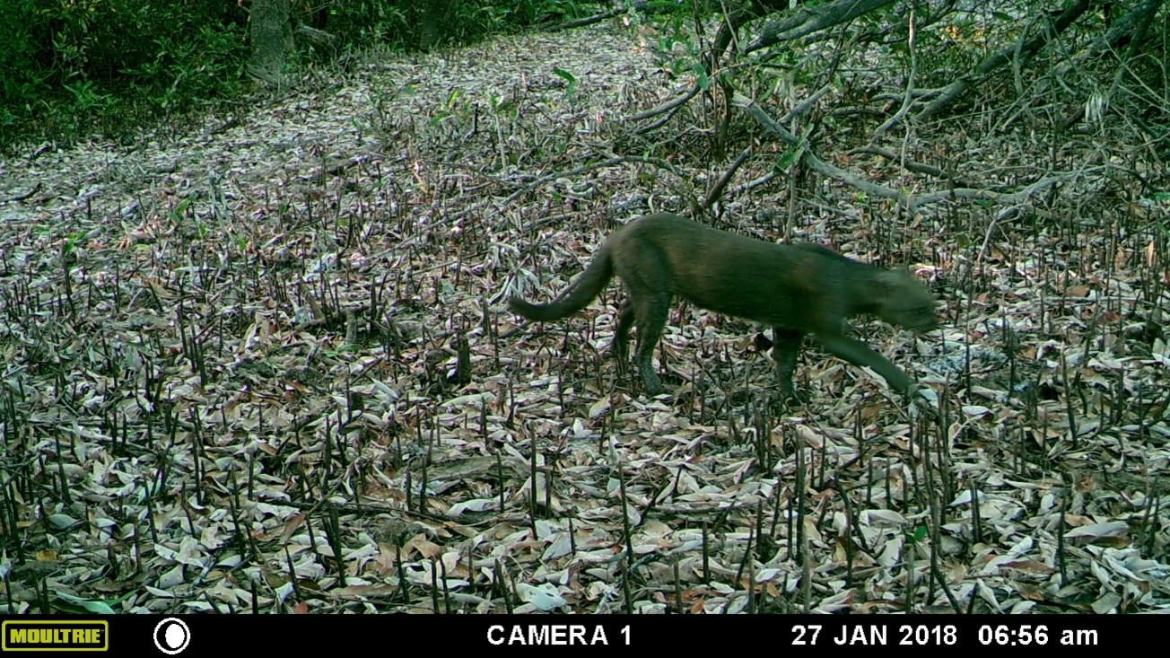 Fotografía obtenida mediante una cámara trampa de un puma yaguarundí o gato de monte