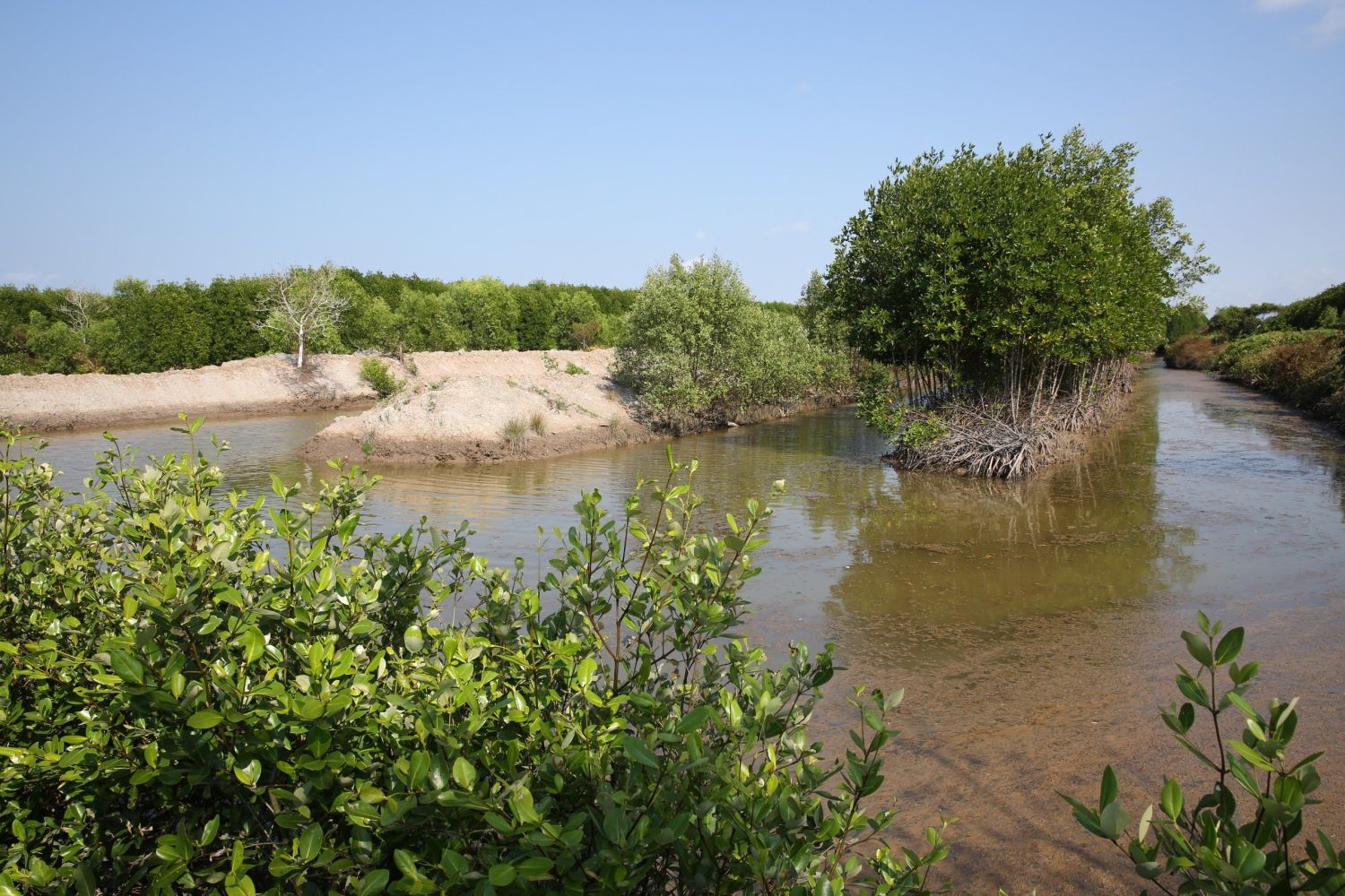 An integrated mangrove-shrimp farming in Ca Mau Province