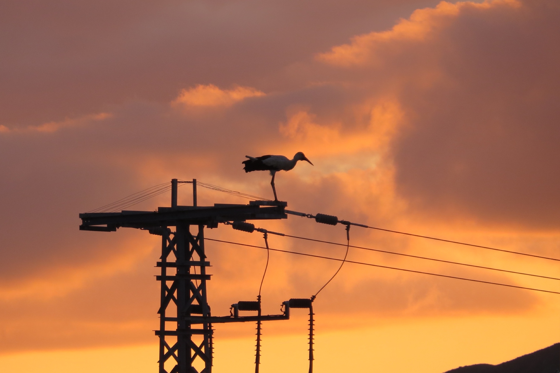 Un ave posada en la cima de una línea eléctrica 
