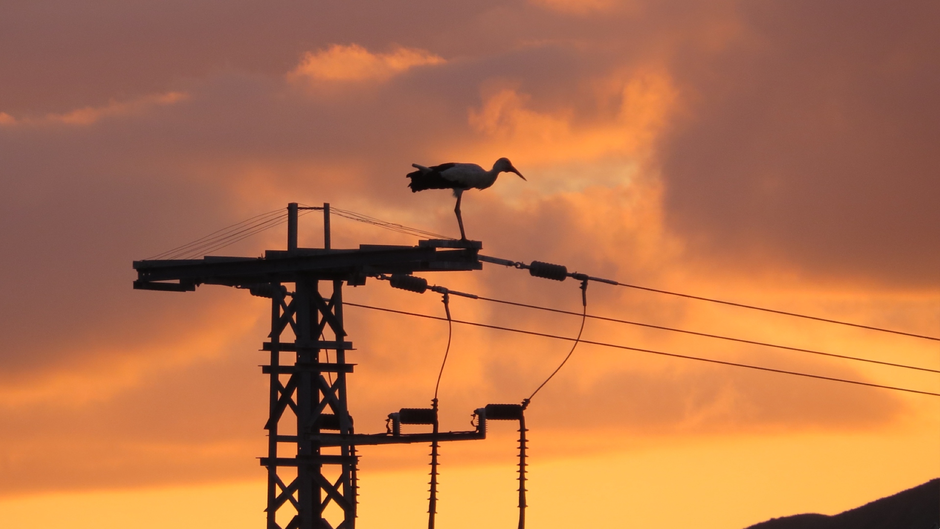 Un ave posada en la cima de una línea eléctrica 