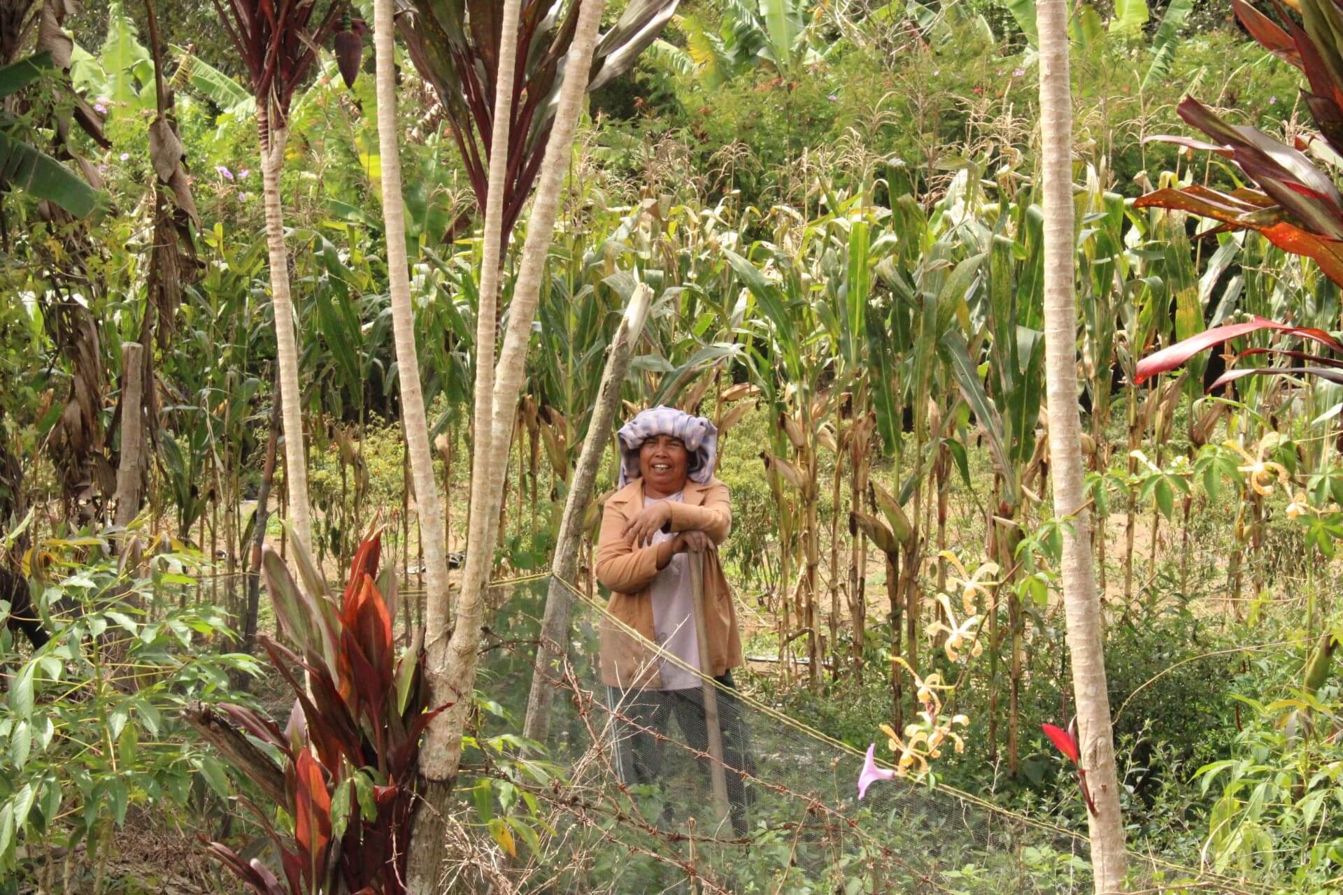 A Batak woman planting corn and chatting near Toba Lake © Siska Sihombing 