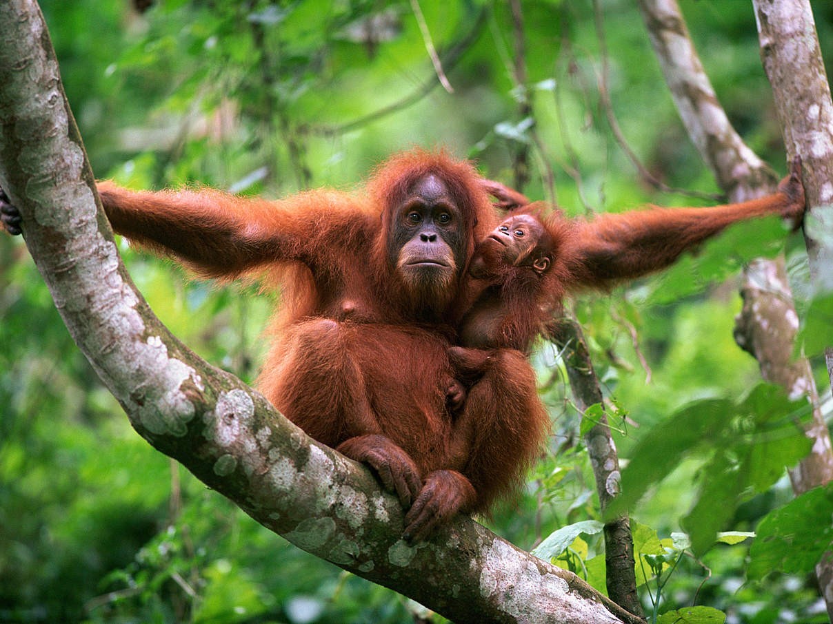 Tapanuli orangutans, identified as a distinct species from Sumatran orangutan in 2017 © WWF DE 