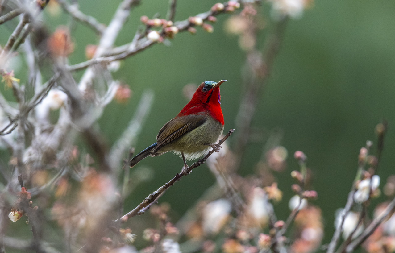 Crimson Sunbird and Apricot Blossom at Cuc Phuong National Park
