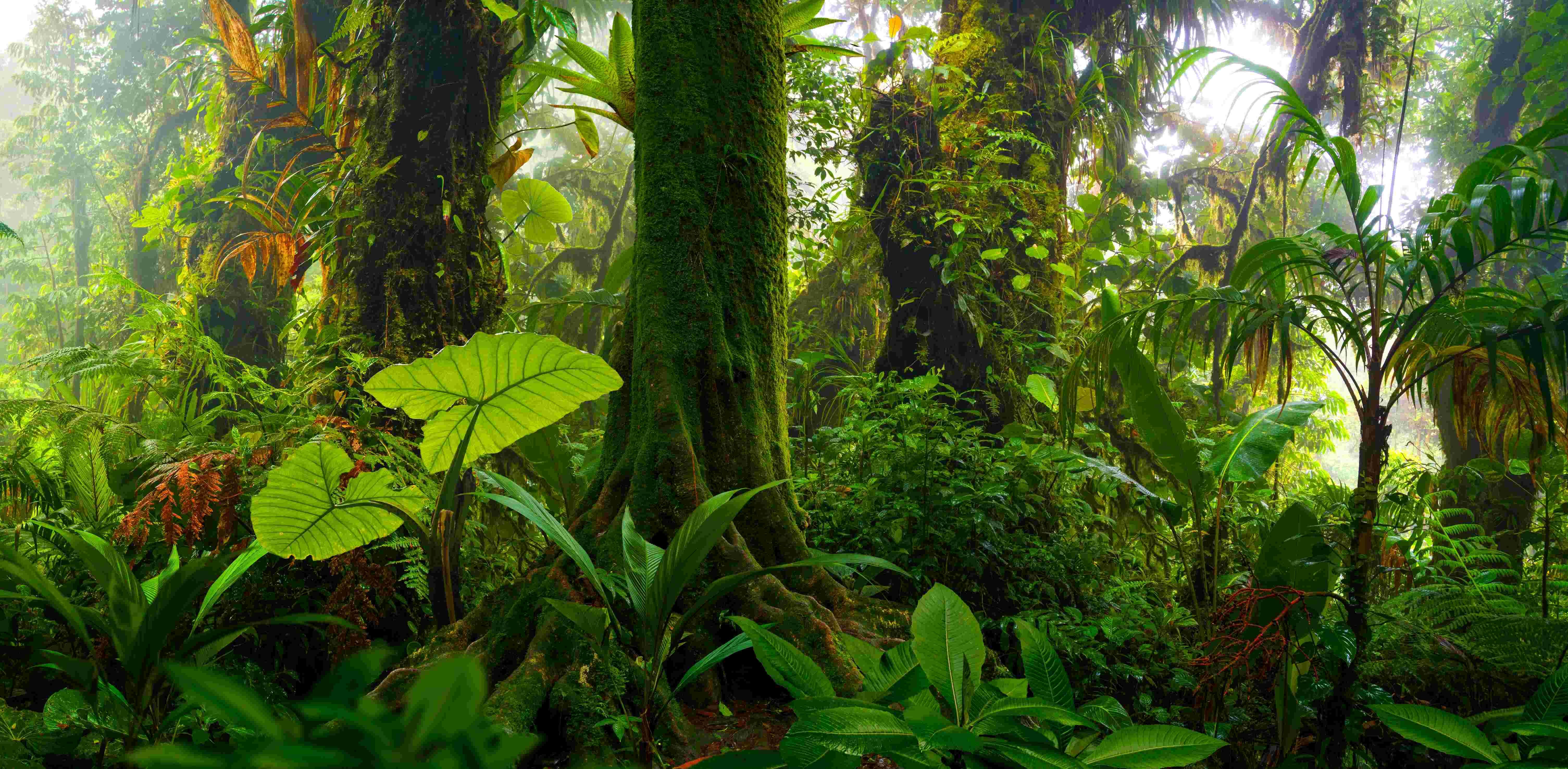 Image of jungle