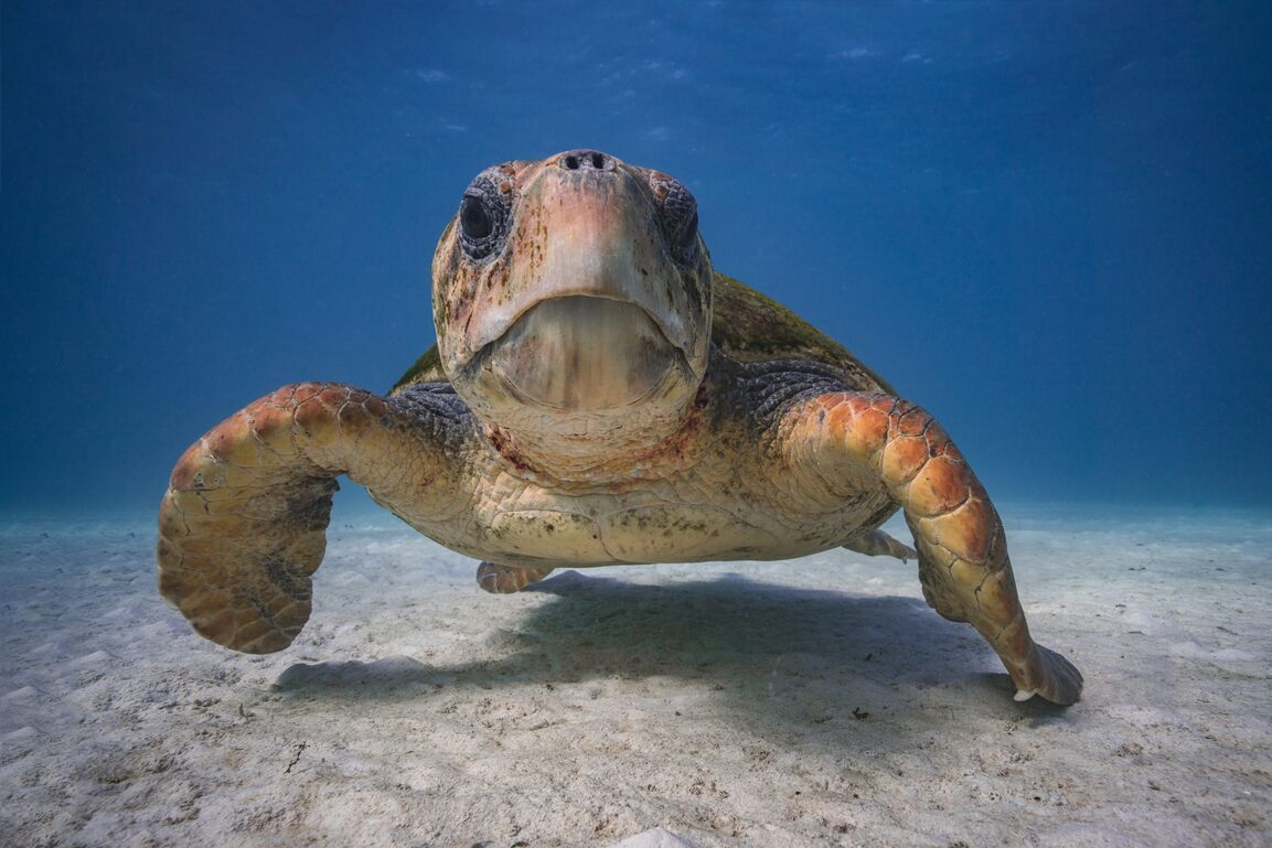 Predator management of two of Florida’s barrier islands resulted in an immediate and substantial improvement in nesting success by loggerhead turtles