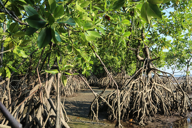 Mangroves provide extensive services for nature and people 