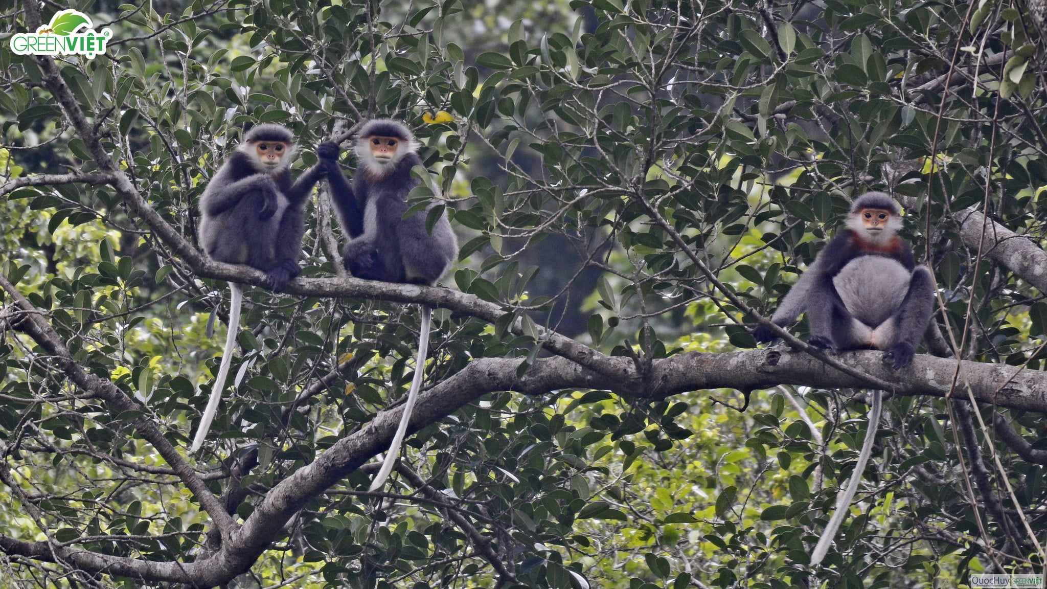 Three Grey-shanked Douc Langur sitting on a branch