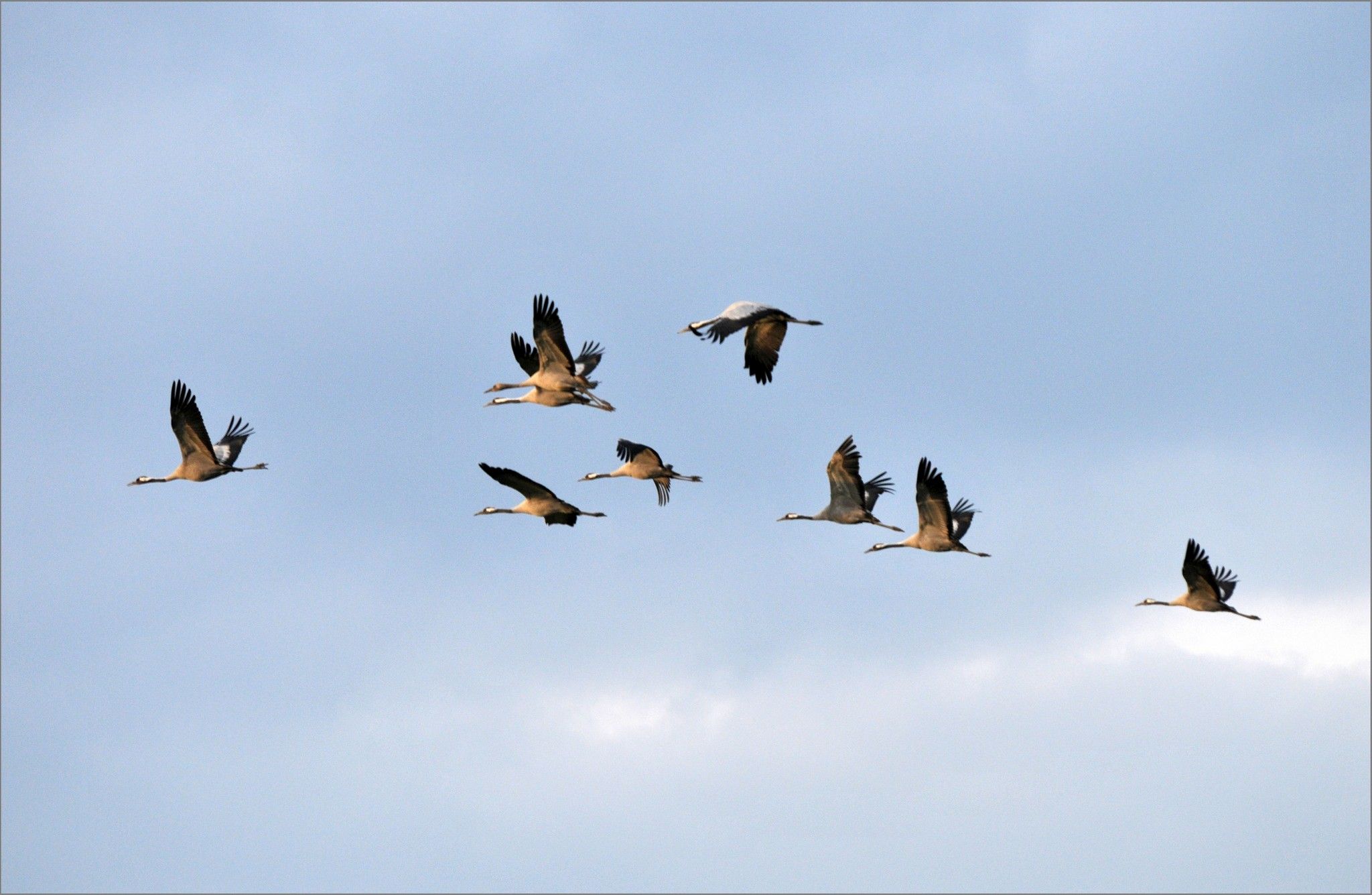 Common crane, flock flying