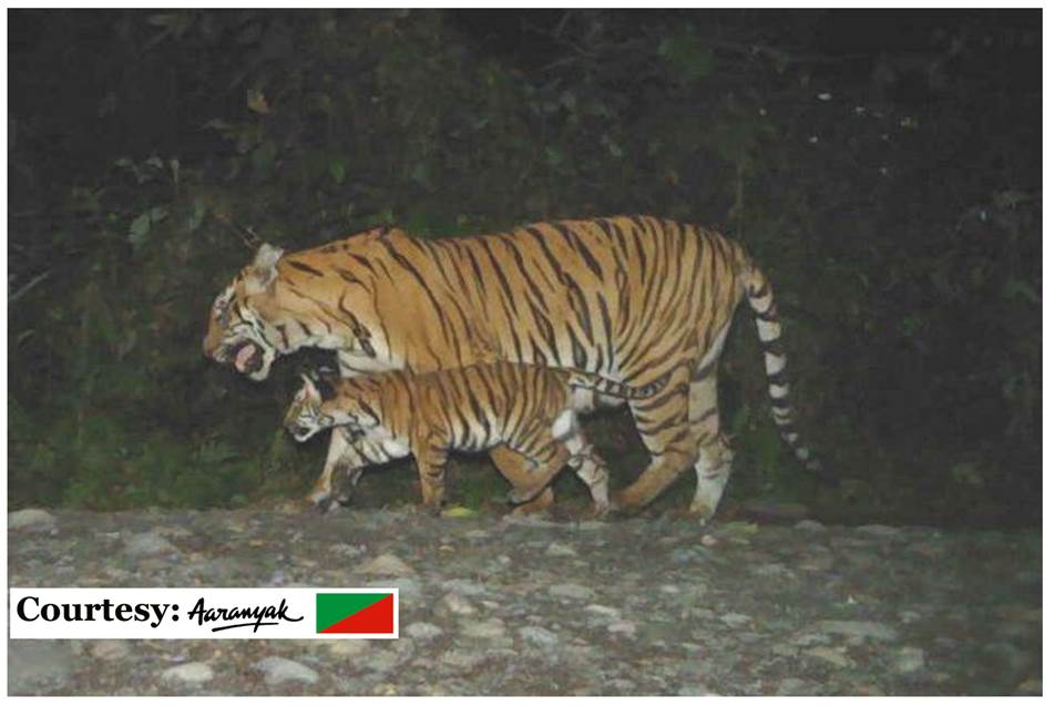 A Tigress Camera- captured with her cub in Manas Tiger Reserve