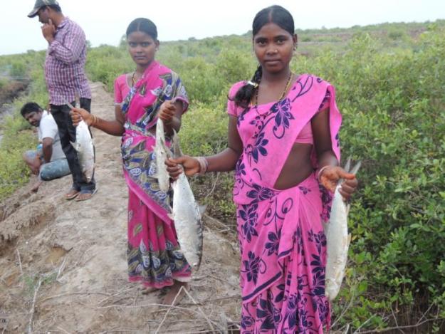Women were actively involved in growing and harvesting fish and crabs 