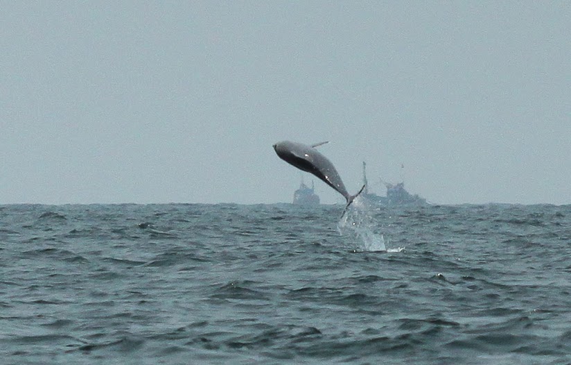 Indo-Pacific Humpback Dolphins are commonly found off the Goan coast