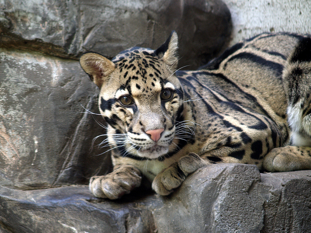 Clouded Leopard by David Ellis (CC BY-NC-ND 2.0)