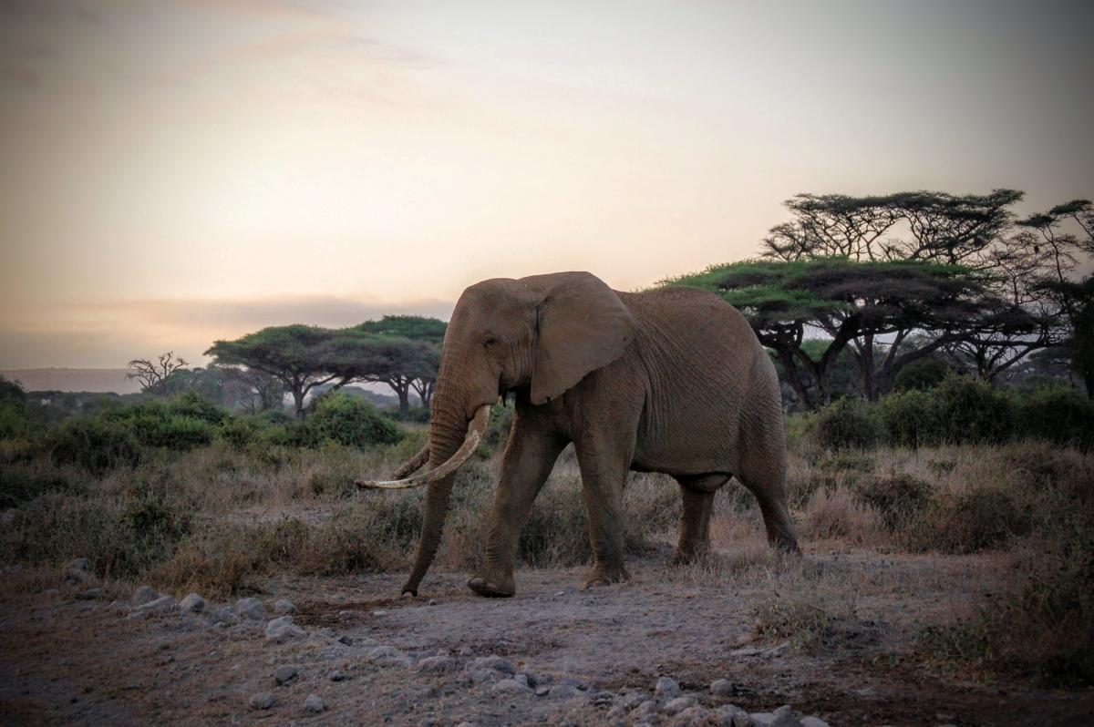 Elephants, Amboseli National Park, Kenya