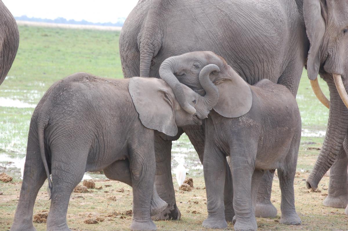 Elephants in Amboseli National Park, Kenya 