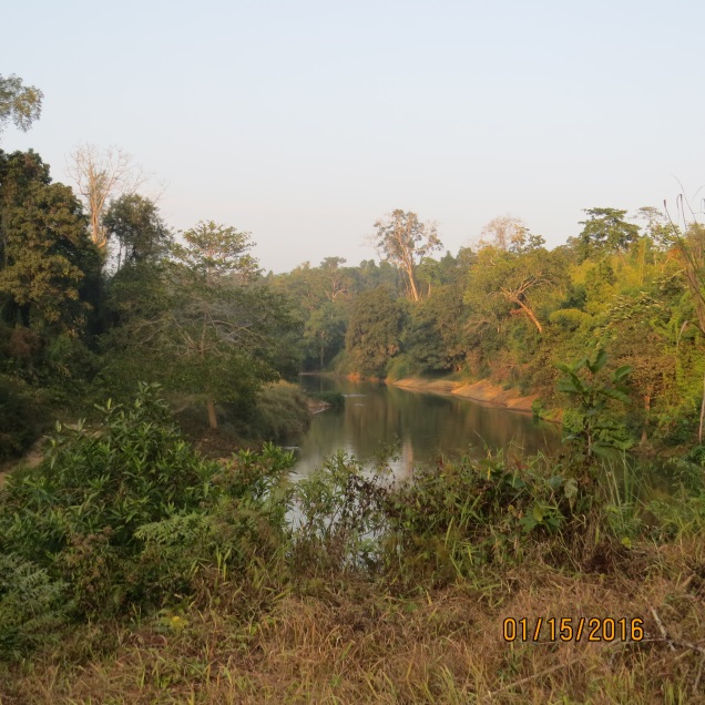Habitat for tiger and their prey in Htamanthi Wildlife Sanctuary