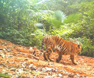 Individual tiger captured by camera trap