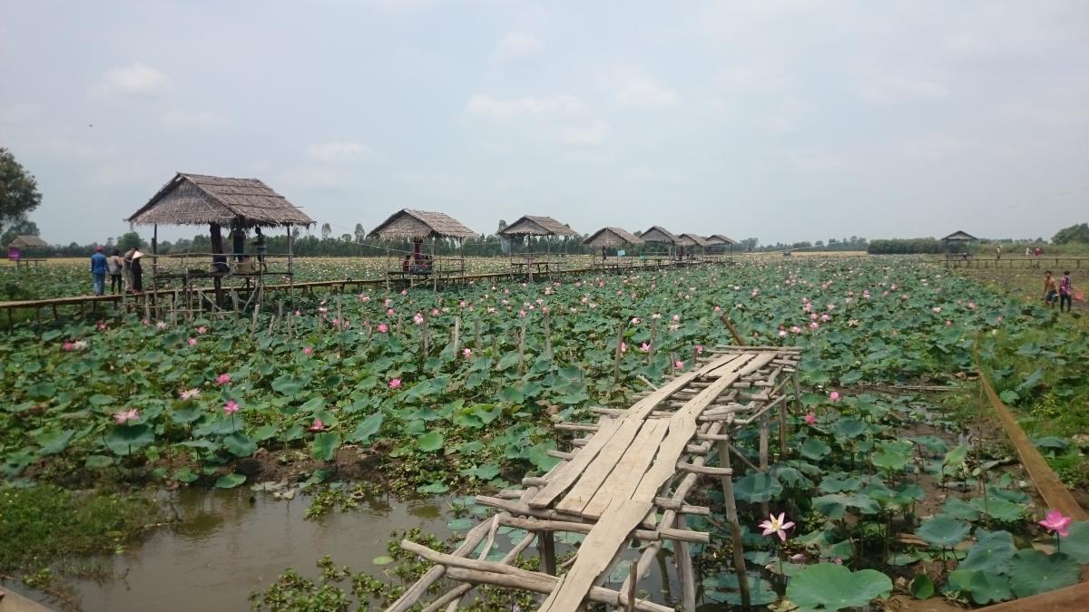 Diversified lotus farming systems as flood retention areas © IUCN Viet Nam 
