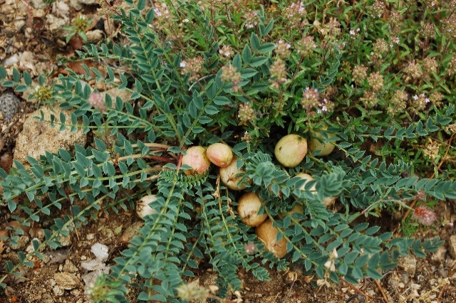 Astragalus physocalyx