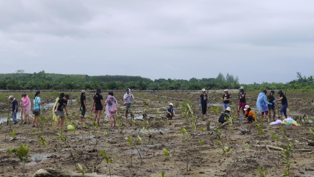 Mangrove planting by Marriott Southern Hotels on September 23rd, 2016 at Tup Pla