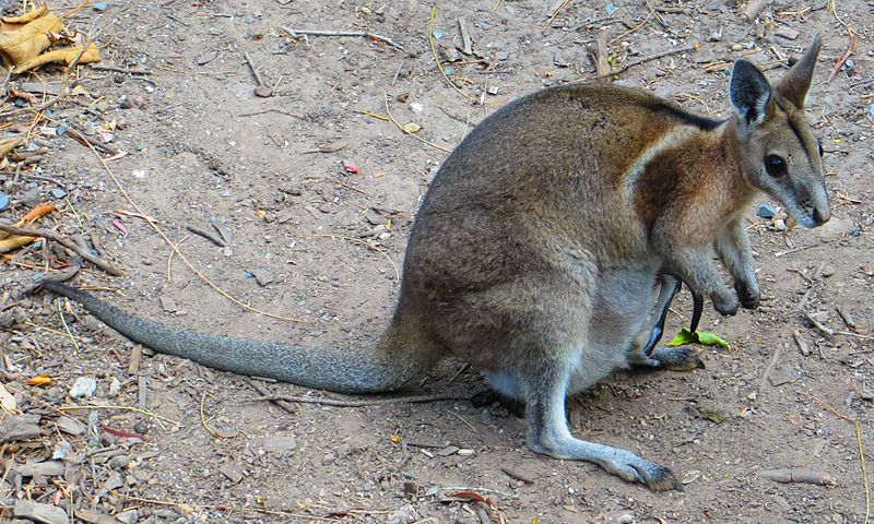 Bridled Nailtail Wallaby 