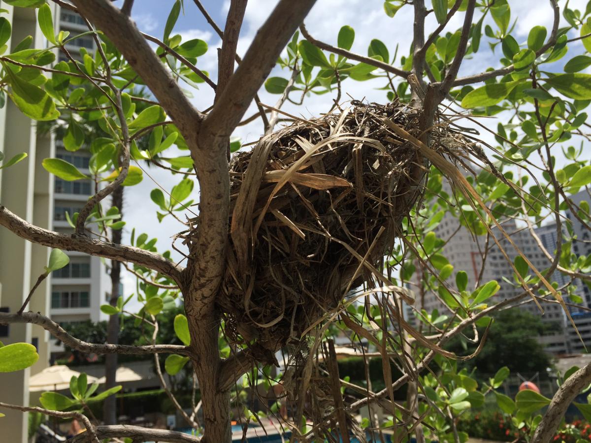 Bird nest in mangrove tree planted in Sukhumvit Park 