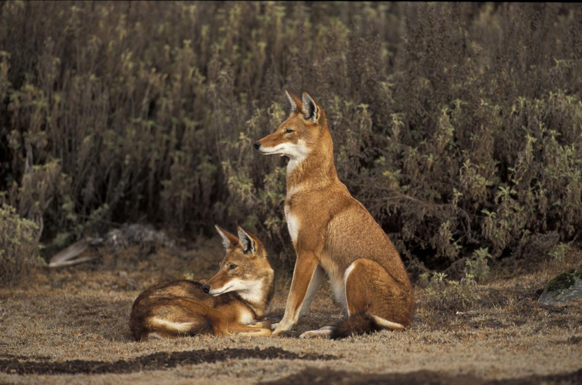 Ethiopian Wolf, canis simensis