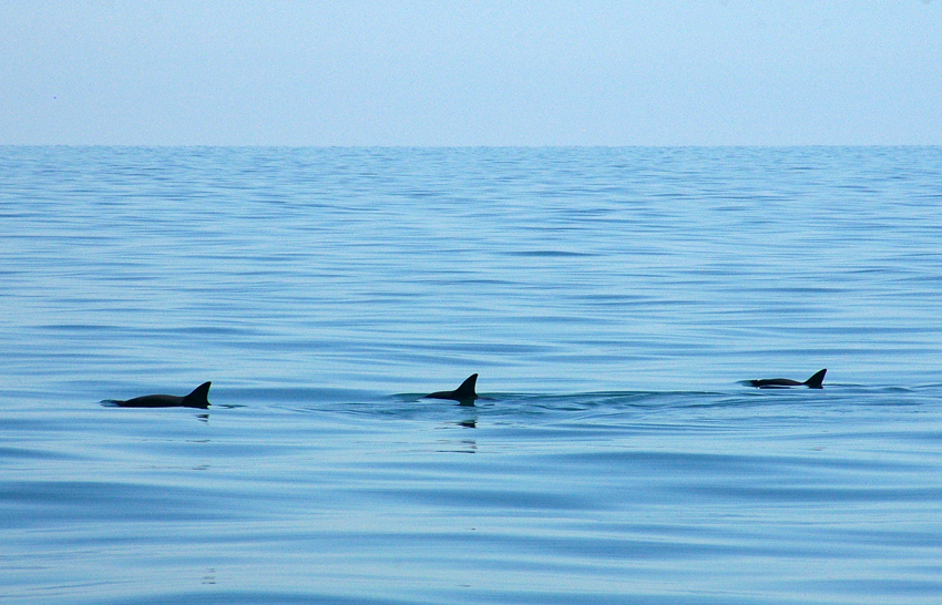 Vaquitas in the Islands and Protected Areas of the Gulf of California, Mexico