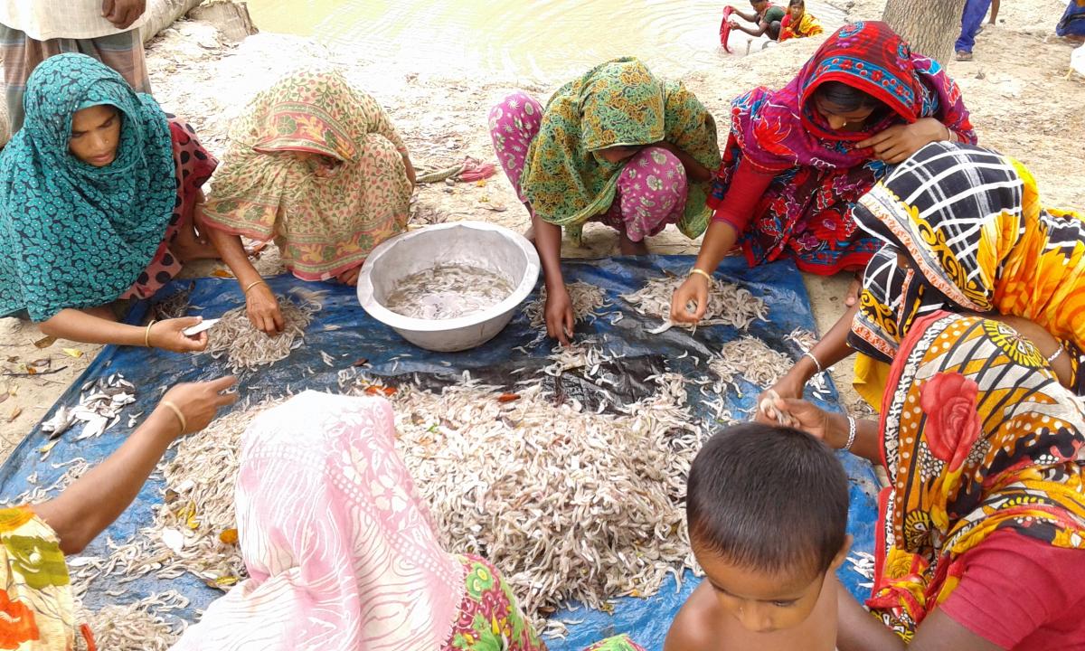 Women from fisher families sorting out shrimp in coastal Shyamnagar, Bangladesh.