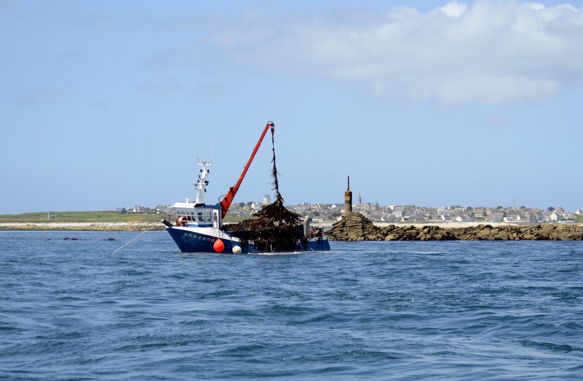 Gémonier "DA VIKEN" en pêche à la Laminaria digitata au scoubidou devant l'Ile Molène