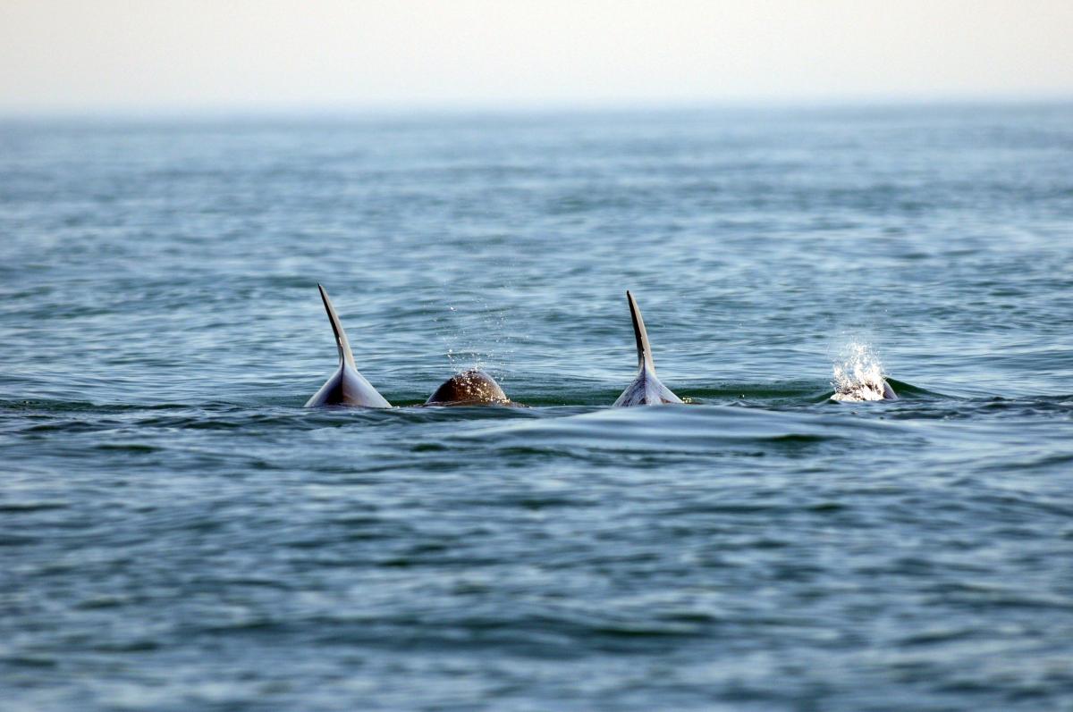 Ailerons de grands dauphins (Tursiops truncatus) vus de face