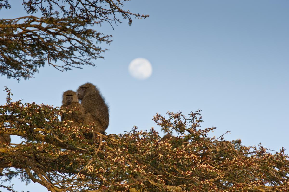 A pair of baboons perched atop a tree on Ol Pejeta.