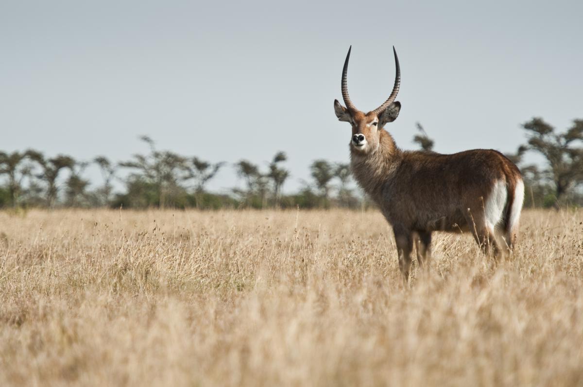 A solitary waterbuck on the plains of Ol Pejeta 