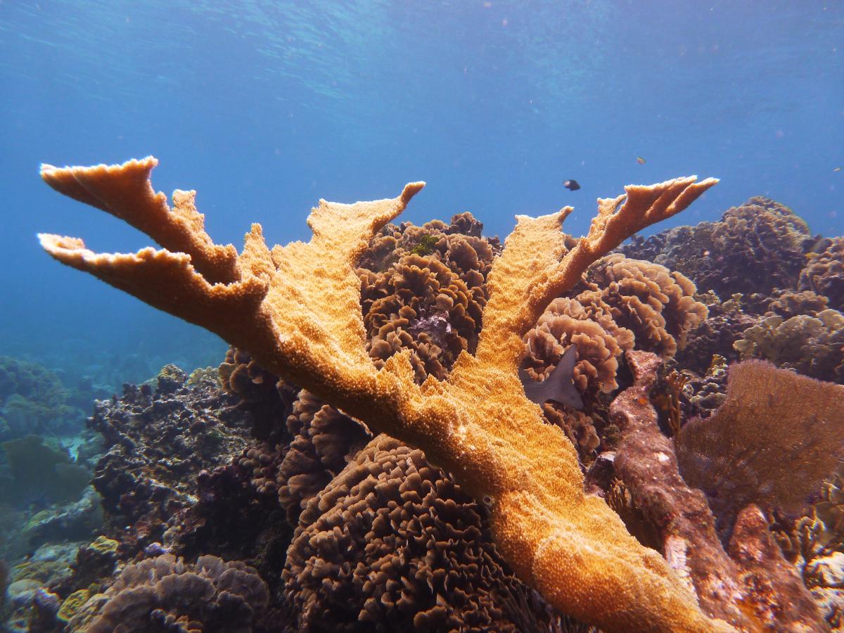 Acropora palmate (Elkhorn Coral) Critically Endangered